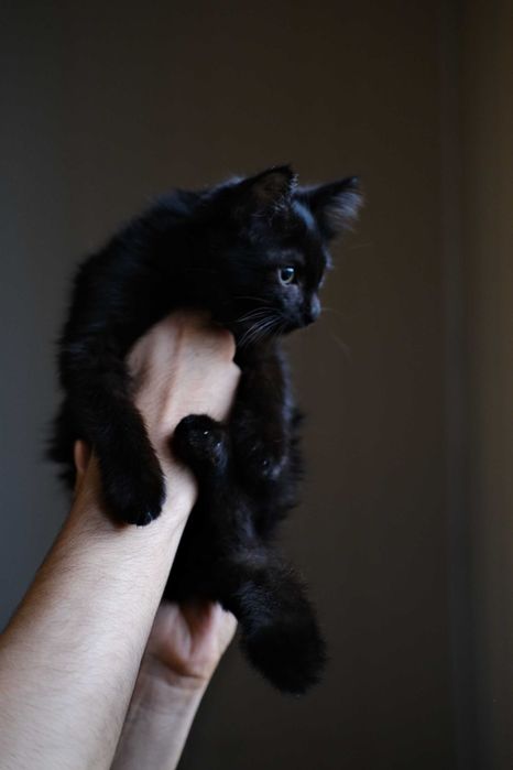 Котенок в добрые руки