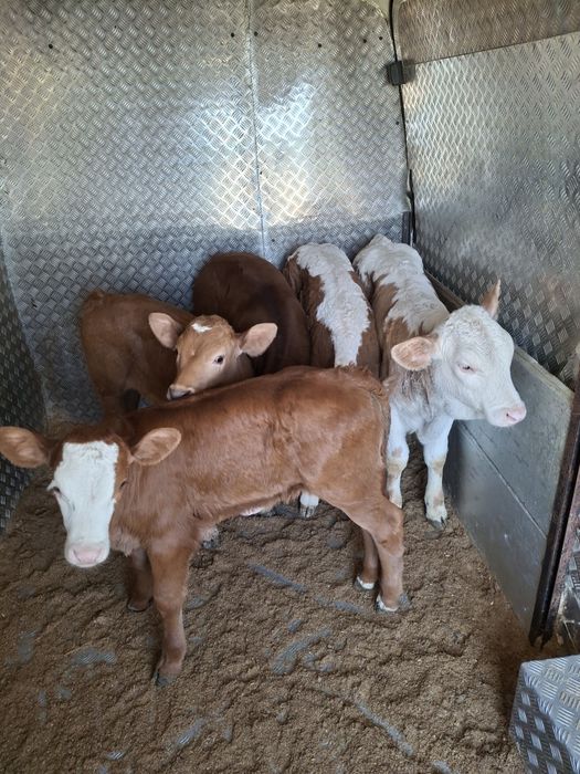 Vând 4 vitele și 1 tauras