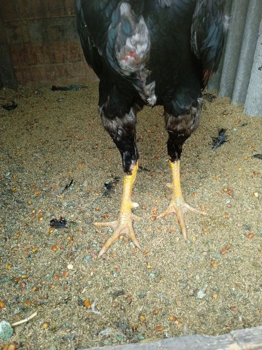 Дакан Шамо Турок Бойцовский