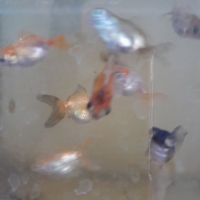 Аквариумная рыбка золотая