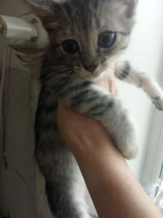Отдам котят бесплатно
