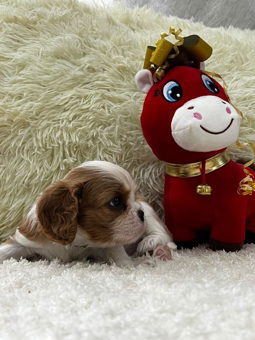 Шикарные кавалер кинг чарльз