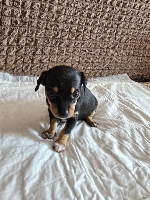 Продаются щенки той терьера