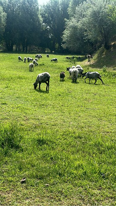 Суффолк еркек кошкарлар сатылады