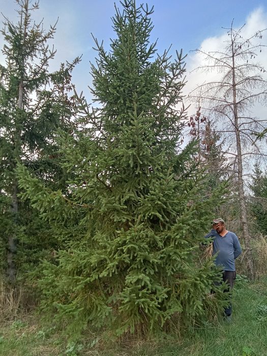 Ёлки  крупномеры