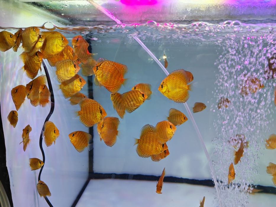 Дискуси-малки риби.