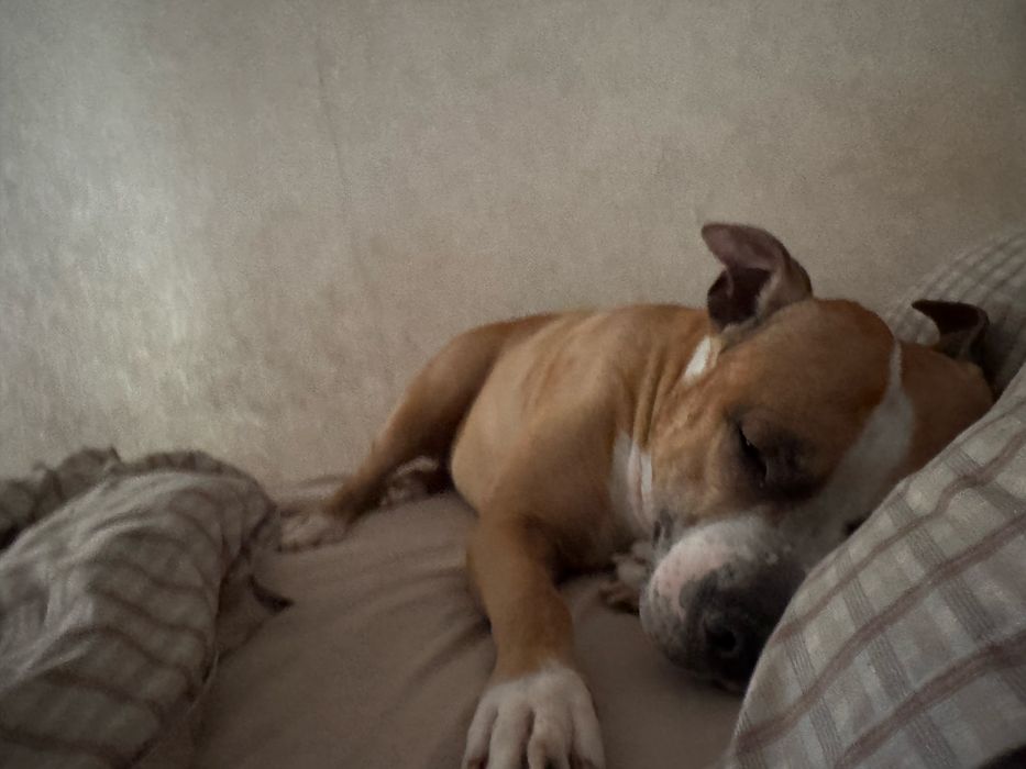 Отдам в добрые руки бесплатно