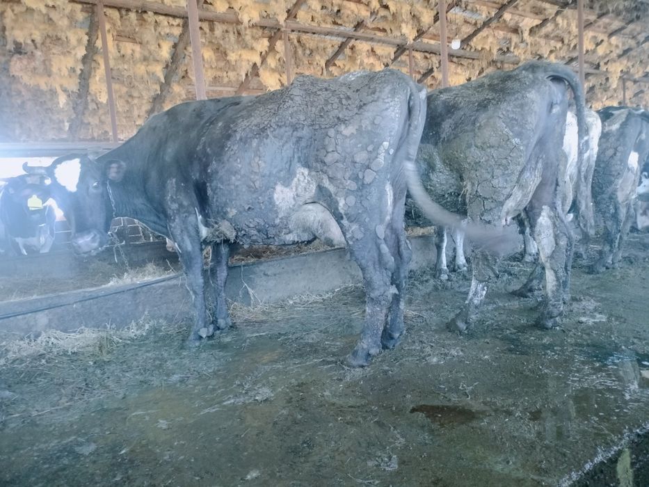 Vând 2 vaci detalii la telefon