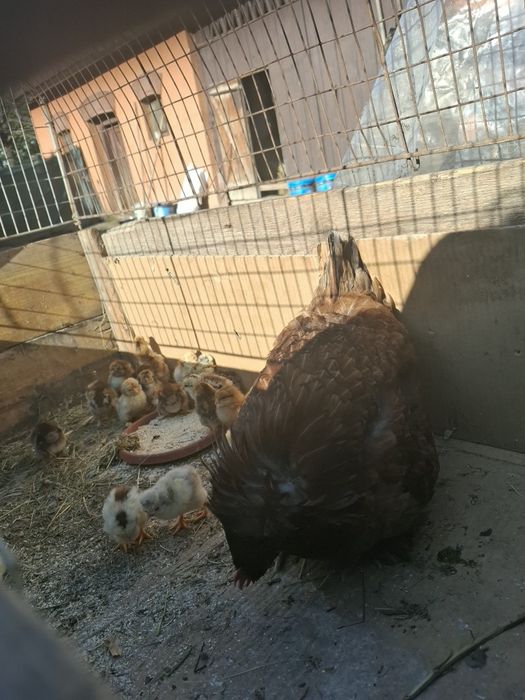Vând cloșcă cu 19 pui
