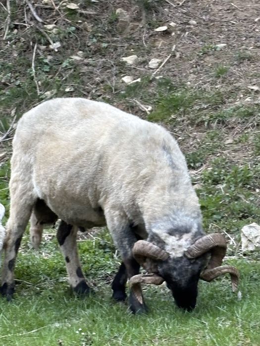 Disponibili 2 berbeci