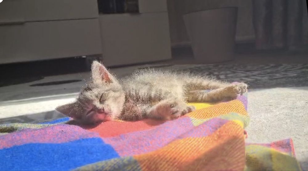 Отдам котенка в добрые руки