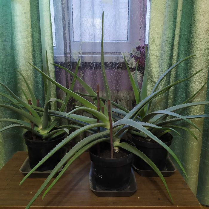 Алоэ Вера 3х лет продам.