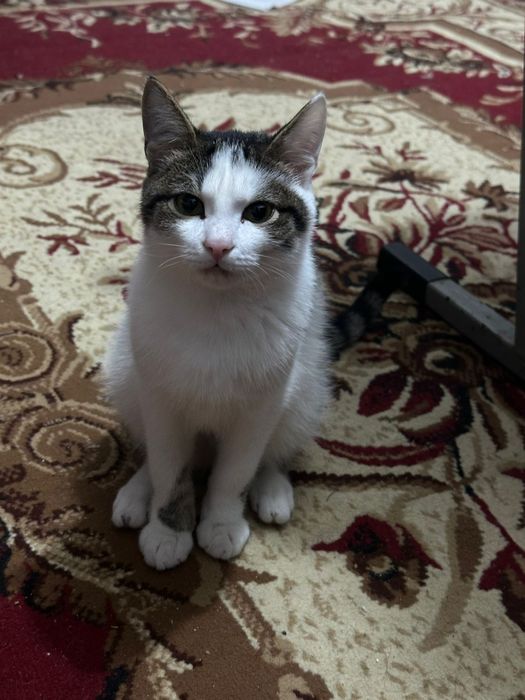 Отдам котят 7 месяцев