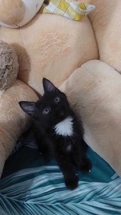 В самые добрые и ответственные руки.