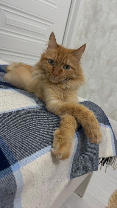 бесплатно отдам кота