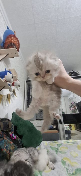 Продаются котята скотишь страйт,фолд.