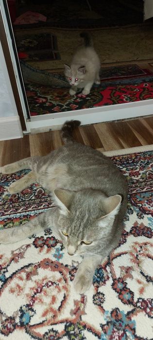 Срочно отдам даром кошку с котиком