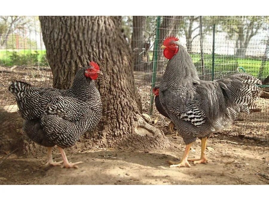 Цветной бройлер Испания в петропавловск