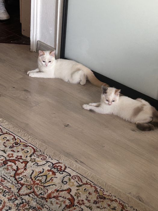 Отдам котят в добрые руки