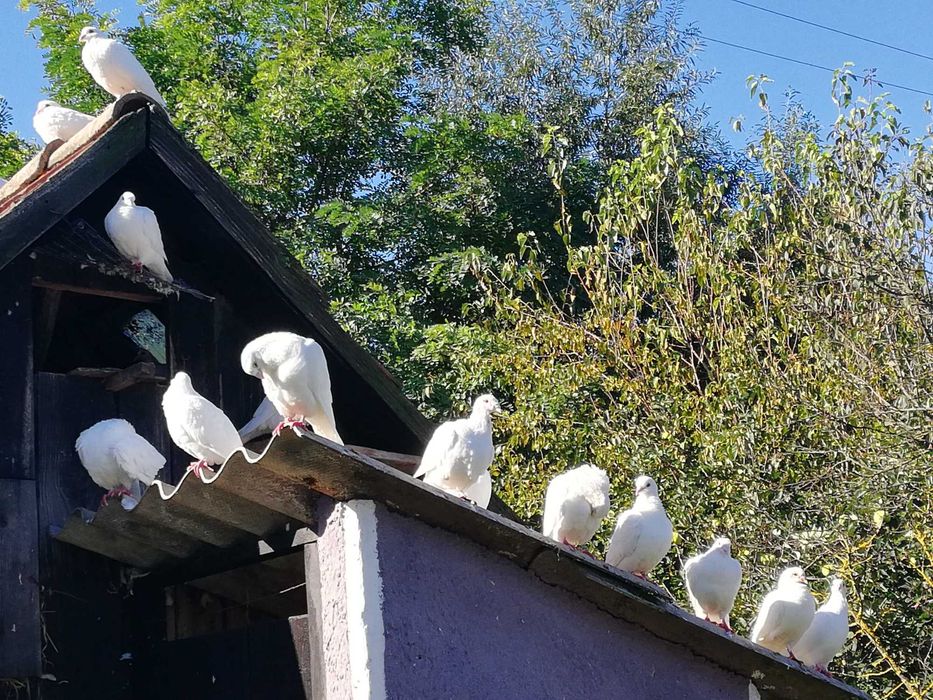 Porumbei albi voiajori