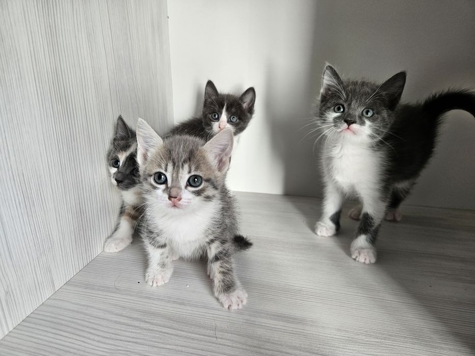 Котам котят бесплатно