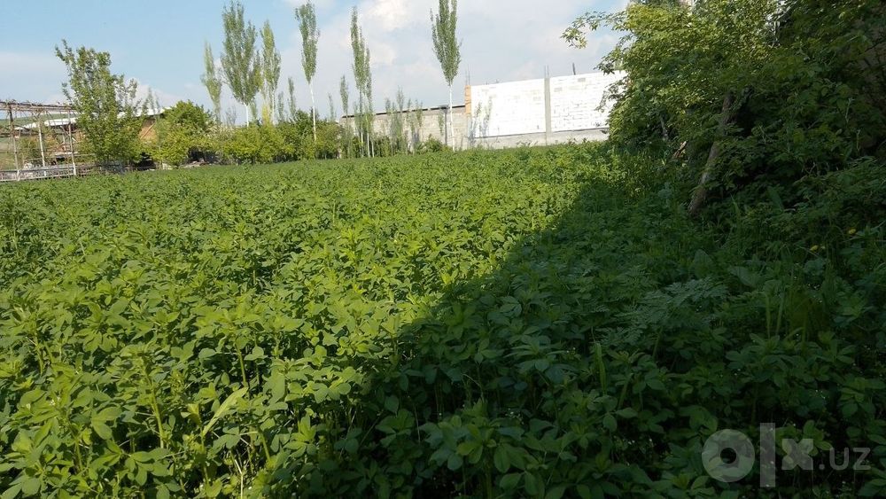 участок с кодастром