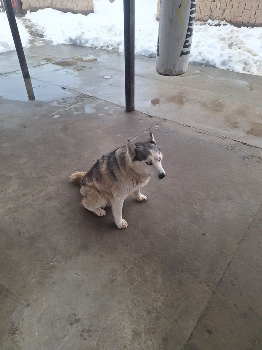 Айфон 13 про 256;