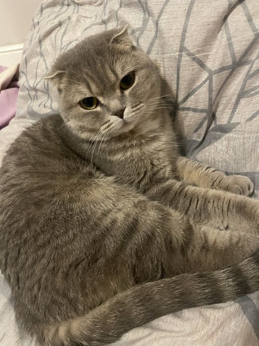 Шотландская кошка