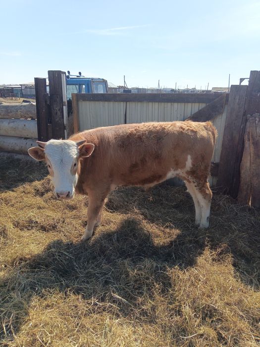 Продам бычков 5 голов