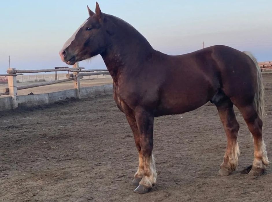 Продам Жеребца-Айгыр