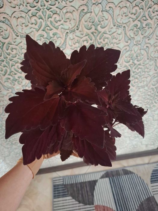 Колеусы вегетативные, семенные