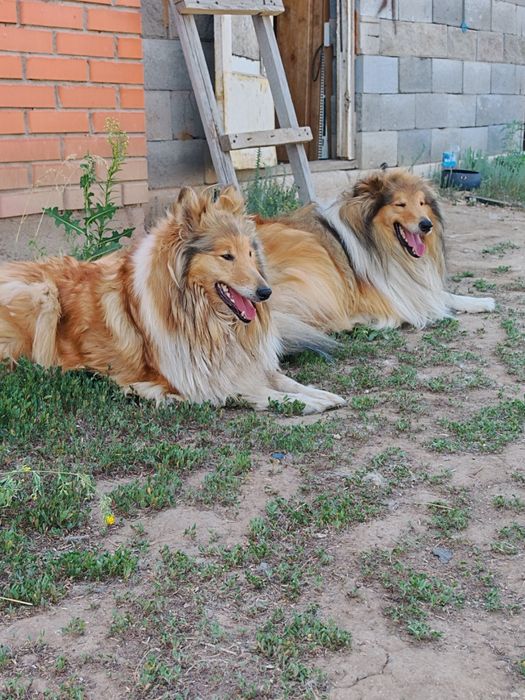 Щенки длинношерстные Колли