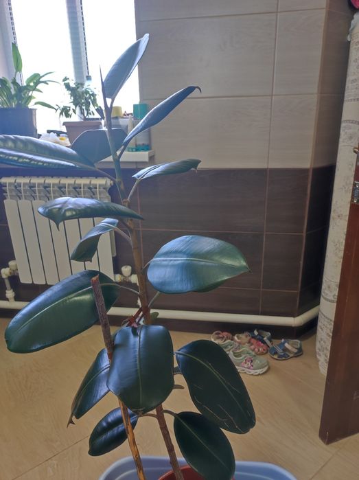 Комнатные дерева Фикус