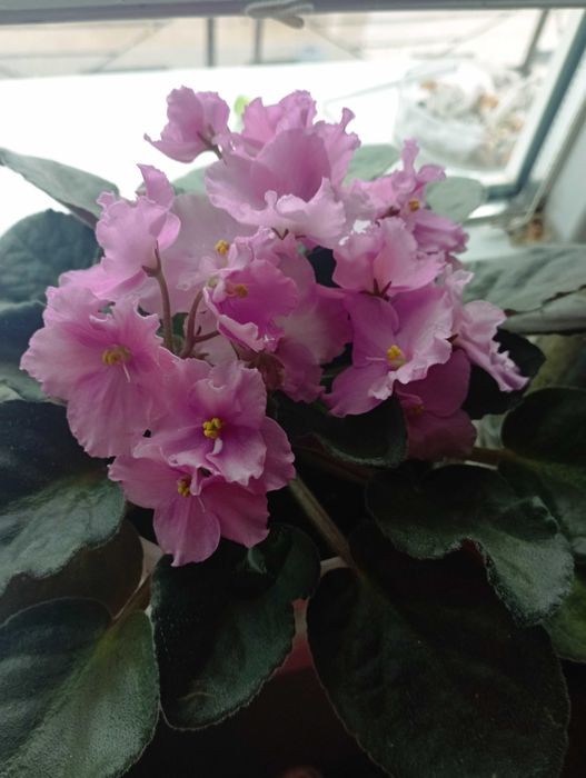 сентполия- кичеста теменужка