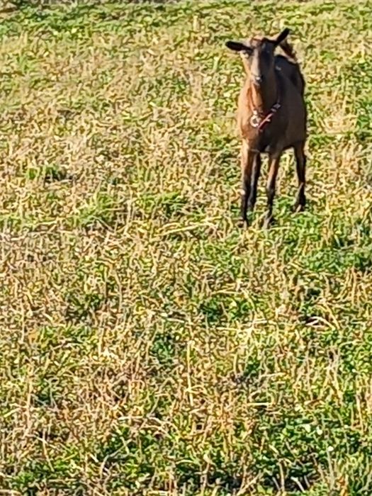 Capre de vanzare șaten și alpine