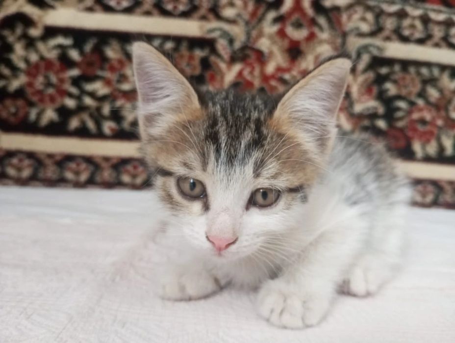 Котята два месяца