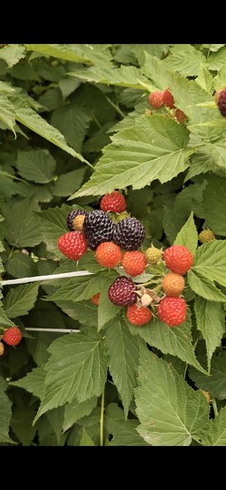 Саженцы чёрной малины