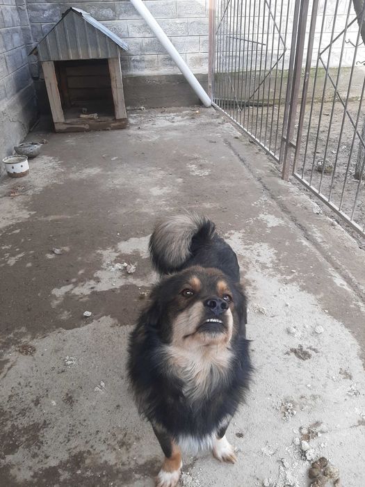 Собака стражевая