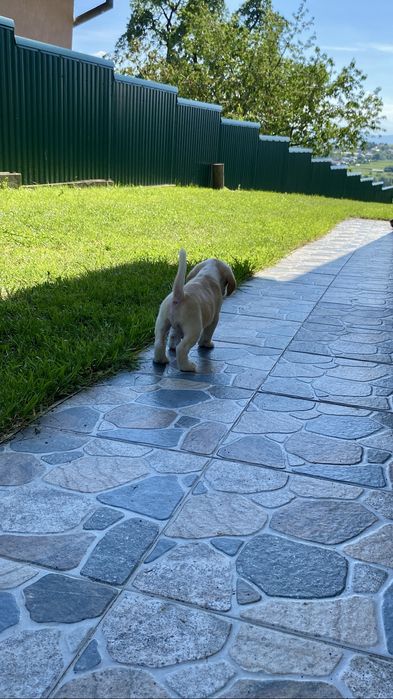 Catelus  Beagle