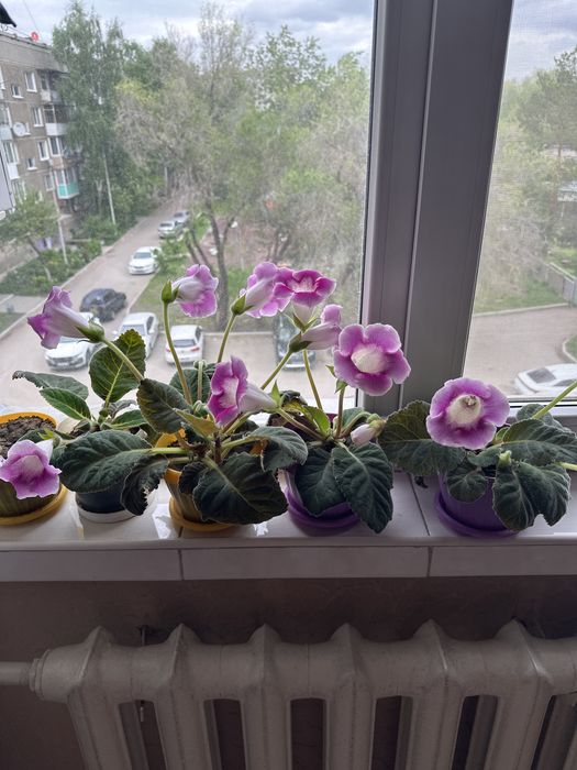 Комнатный цветок Глаксиния