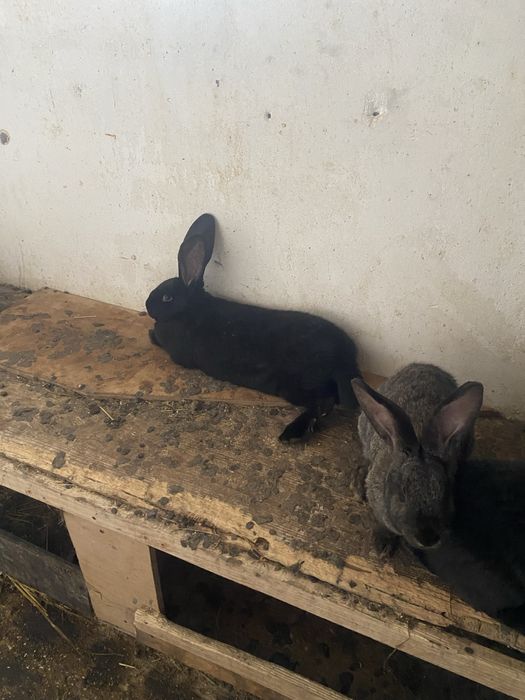 Vand si schimb iepuri urias german.