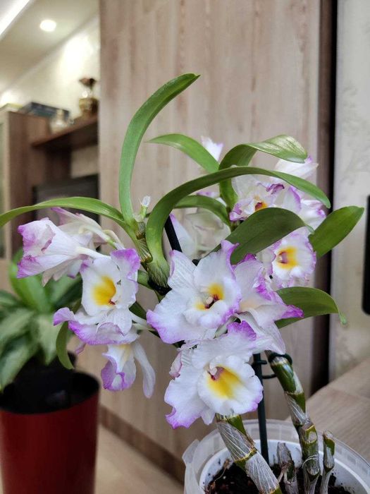 Орхидея Дендробиум (Dendrobium nobile)