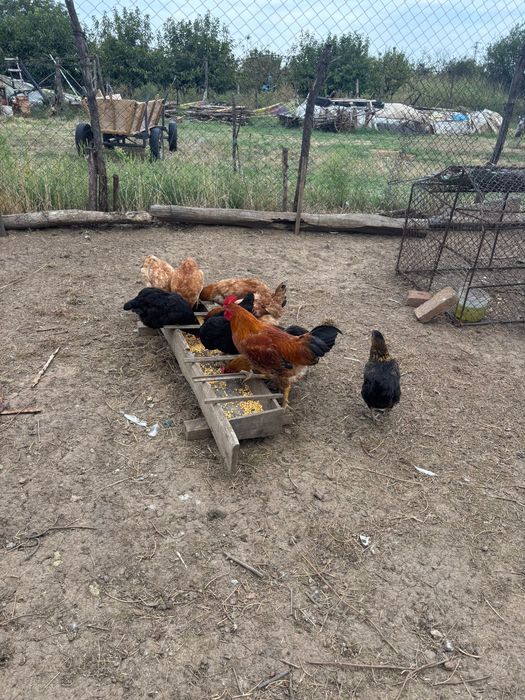Продавам домашни снасящи кокошки,петли