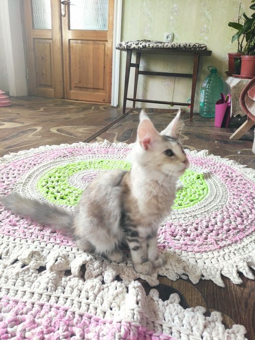 Мейн-кун девочка