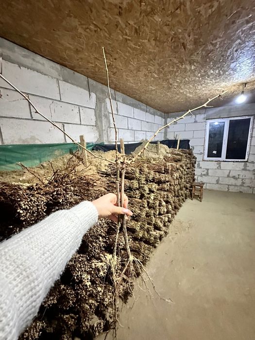 Butași viță de vie anul 2 și anul 3