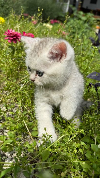 Продаются котята,шотландские скоттиш фолд и страйк