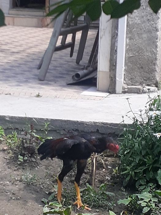 Тозза Дакан хуроз
