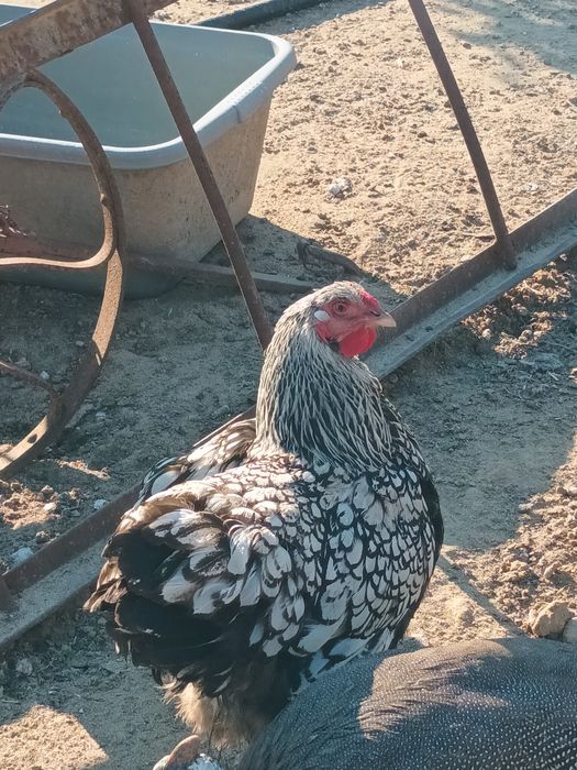 Ouă de la păsările mele