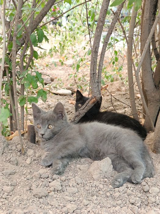 Ищем дом котятам