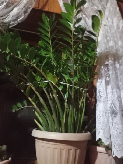 Комнатные цветы алоэ